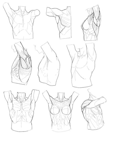 zero808works Illustration Archive on Twitter: "day 23 study . armpit area study… " Idea Drawing, Human Anatomy Drawing, Body Reference Drawing, Cool Anime Backgrounds, Reference Drawing, Turmeric Benefits, Body Anatomy, Anime Backgrounds, Anatomy Drawing