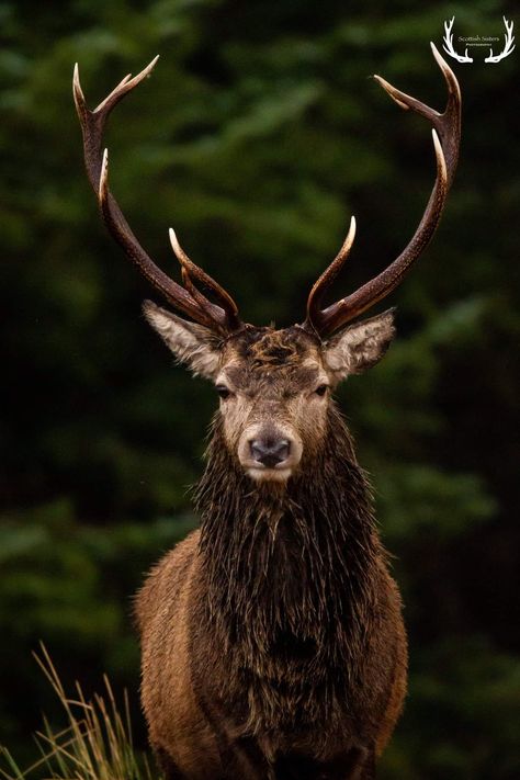 Stag Reference, Stag Aesthetic, Stag Photography, Fantasy Stag, Stag And Doe Games, Stag Aesthetic Dark, Celtic Zodiac, Stag In Forest, Deer In A Field