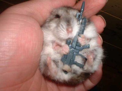 Baby Hamster, Funny Hamsters, A Hamster, Gerbil, Cute Hamsters, Hamsters, Cute Animal Pictures, Cute Creatures, Funny Animal Pictures