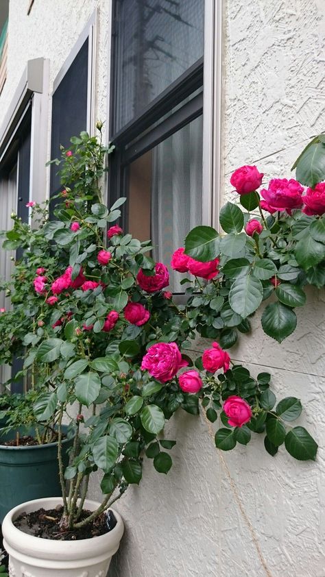 climbing roses
 in pots Climbing Roses In Pots, Roses In Pots, Patio Chico, Front Door Landscaping, Container Roses, Rose Garden Design, English Cottage Decor, Gardens Of Babylon, Balcony Flowers