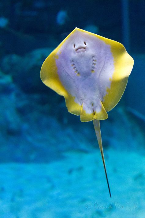 . Baby Stingray, Fauna Marina, Cele Mai Drăguțe Animale, Life Under The Sea, Air Tawar, Beautiful Sea Creatures, Water Animals, Underwater Creatures, Underwater Life