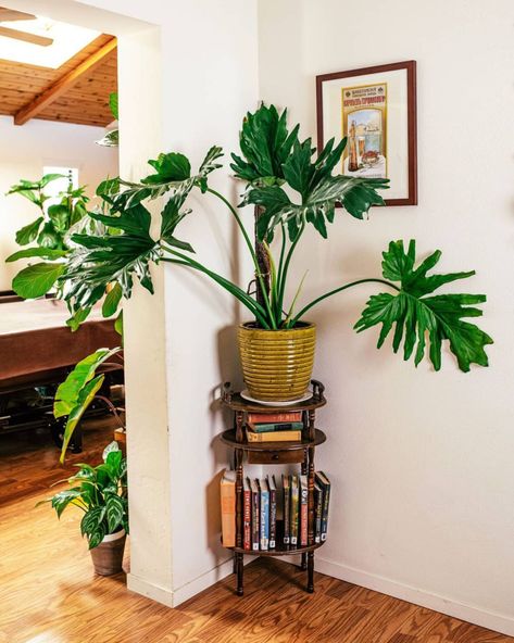 Essential Plants for a Bohemian Interior - Article On Thursd. Philodendron Bipinnatifidum, Types Of Ferns, Bohemian Interiors, Alocasia Plant, Balcony Plants, Decorative Leaves, Green Bubble, Pothos Plant, Kinds Of Shapes