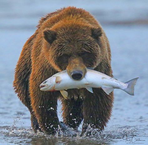 Bear Photo Reference, Bear Reference, Bear Fishing, Bear Images, Bear Tattoos, Bear Photos, Bear Carving, Animal Study, Bear Pictures