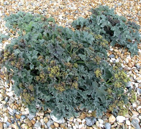 Excellent cabbage that is both sightly and tasty, sea kale or Crambe maritima is a perfect choice for every garden. Both an ornamental and harvestable shrub Crambe Maritima, Sea Kale, Ornamental Plants, Types Of Soil, How To Level Ground, Flower Beds, Kale, Green Leaves, Perennials