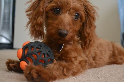 The Doxiepoo is a well-mannered dog who likes to be the center of attention. Poodle Mix Breeds, Poodle Mix Puppies, Poodle Haircut, Dog Crossbreeds, Poodle Cuts, Dachshund Funny, Poodle Grooming, Hybrid Dogs, Dachshund Mix