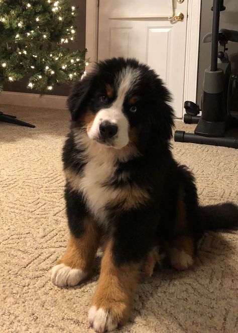 Bernie’s Mountain Dogs, Puppy Bernese Mountain Dog, Bernie’s Mountain Dog, Saint Bernese Mountain Dog, St Bernese Mountain Dog, Saint Bernese, Bernice Mountain Dog, Mountain Bernese, Burnese Mountain Dog