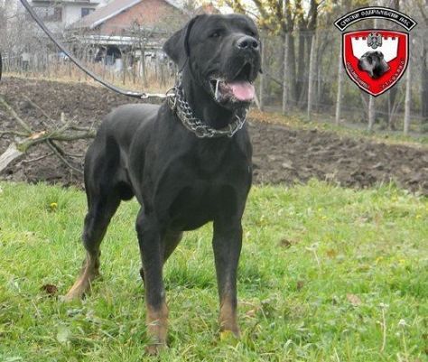 Serbian Defense Dog -  a good guard dog, and a breed that is highly adaptable and easily trained, as well as extremely healthy, SOCIALIZE, TRAIN EARLY TO BECOME PACK LEADER, teach the dog everything you want it to know from the earliest age, Big Dog Toys, Dog Socialization, Dog Collars Girly, Gucci Aesthetic, Prada Aesthetic, Socializing Dogs, Cats Pretty, Dog Organization, Best Guard Dogs