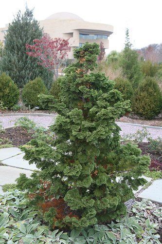 Hinoki False Cypress, Growing Gardenias, False Cypress, Chamaecyparis Obtusa, Landscaping Shrubs, Conifers Garden, Hinoki Cypress, Evergreen Garden, Evergreen Plants