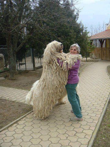 21 Dogs Who Don't Realize How Big They Are. Love the one that reaches on top of the fridge. This is worth glancing through for a good laugh. Komondor Dog, Mop Dog, Dogs Hugging, Don Pedro, Regnul Animal, Huge Dogs, Giant Dogs, English Mastiff, Irish Wolfhound