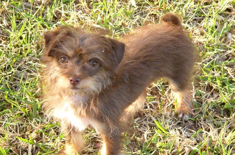 The Chipoo is a great companion dog and loves to be part of a family environment. Pomchi Dogs, Chug Dog, Chi Dog, Designer Dogs Breeds, Dog Crossbreeds, Patterdale Terrier, Best Dogs For Families, Designer Dogs, Hybrid Dogs