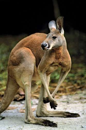 marsupial | Definition, Characteristics, Animals, & Facts | Britannica Kangaroo Anatomy, Australian Fauna, Red Kangaroo, Premature Birth, Australia Animals, Australian Wildlife, Lower Belly, Australian Animals, Animal Facts