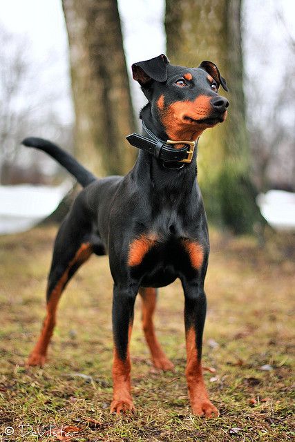 German Pinscher Miniature Pinscher Puppy, Dog Muzzles, Doberman Pinscher Puppy, Fluffy Things, Dog Training Equipment, German Pinscher, Mini Pinscher, Doberman Love, Doberman Pinscher Dog