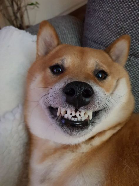 This Online Community Shares The Silliest Dog Photos Where Their Teeth Are Visible In A Funny Way (30 Pics) Dog Showing Teeth, Animal Teeth, Funny Dog Photos, Silly Photos, Silly Dogs, Funny Dog Pictures, Smiling Dogs, Dog Teeth, Dog Images