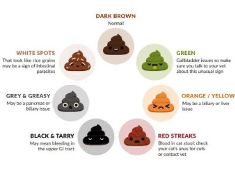 Guide to Types of Cat Poop: What the Color & Consistency Mean Red Streaks, Gi Tract, Types Of Cats, Cat Care Tips, Color Meanings, Cat Health, Cat Care, Care Tips, Spring Nails