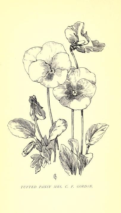 Pansy Tattoo, Art Drawing Ideas, Scientific Drawing, Art Drawing Sketch, Sweet Violets, Flower Sketches, Botanical Drawings, Ink Illustrations, Sketch Art