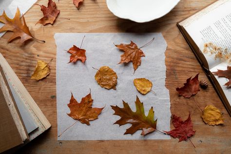 Preserving the beauty of fall leaves is easy and fun. Here are five basic methods for preserving your leaf treasures. How To Dry Leaves For Crafts, Pressing Fall Leaves, Preserving Fall Leaves, Pressing Leaves, Leaf Pressing, Preserve Fall Leaves, How To Preserve Leaves, Pressed Roses, Drying Flowers