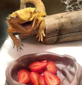 Help! My Bearded Dragon Won't Eat Greens | ReptiFiles Bearded Dragon Terrarium Ideas, Bearded Dragon Tattoo, Bearded Dragon Diy, Bearded Dragon Terrarium, Bearded Dragon Enclosure, Bearded Dragon Funny, Bearded Dragon Food, Bearded Dragon Cage, Bearded Dragon Habitat