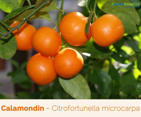 Calamondin facts and health benefits Orange Blossom Character, Calamondin Orange Tree, Japanese Lilac Tree, Indoor Fruit Trees, Thrive Products, Home Orchard, Bonsai Trees For Sale, Gardening Fruits, Kumquat Tree