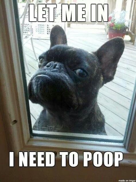 Let me in... I have to poop. French Bulldog Funny, Funny French, Bulldog Funny, Let Me In, French Bulldog Puppies, Memes Humor, Basset Hound, Funny Animal Pictures, Dog Memes