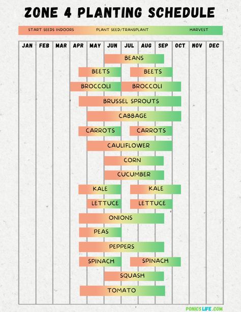 Minnesota Vegetable Planting Calendar: A Quick and Easy Guide Gardening In Minnesota, Minnesota Garden Vegetables, Zone 4 Planting Schedule, Seedlings Indoors Starting, Aeroponics Diy, Vegetable Planting Calendar, Minnesota Garden, Planting Schedule, Gardening Calendar