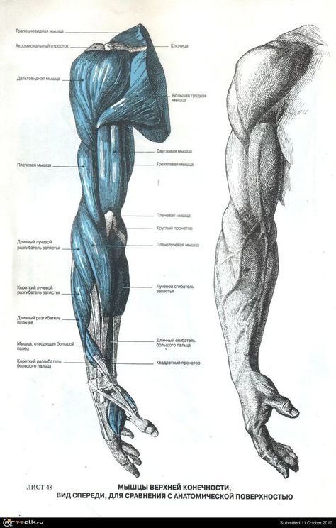 Arm Anatomy, 남성 근육, Human Body Anatomy, Human Anatomy Drawing, Muscle Anatomy, Human Figure Drawing, Human Anatomy Art, Anatomy Sketches, Anatomy For Artists