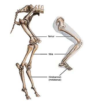 Anatomy Goat Leg Anatomy, Goat Skeleton, Satyr Costume, Leg Reference, Leg Anatomy, Leg Bones, Skeleton Drawings, Human Leg, Animal Anatomy