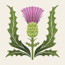 Scottish Thistle Art, Simple Stencil, Fleurs Art Nouveau, Thistles Art, Purple Thistle, Biennial Plants, Thistle Flower, Scottish Thistle, Purple And Green