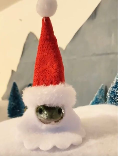 Animals With Christmas Hats, Frog Christmas, Christmas Frog, Cottagecore Christmas, Pet Frogs, Frog Meme, Baby Frog, Frog Pictures, Frog Drawing