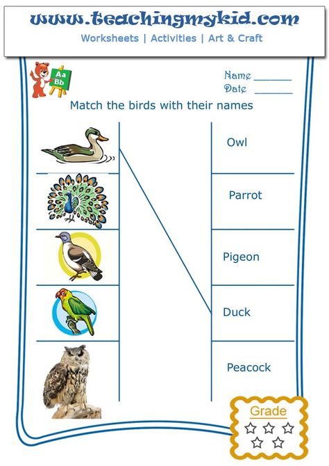 Match the birds with their names – Worksheet 2 Birds Name, English Word Book, Primary Teacher, Matching Worksheets, Colorful Borders Design, Animal Worksheets, 1st Grade Math Worksheets, Learning English For Kids, Kindergarten Learning