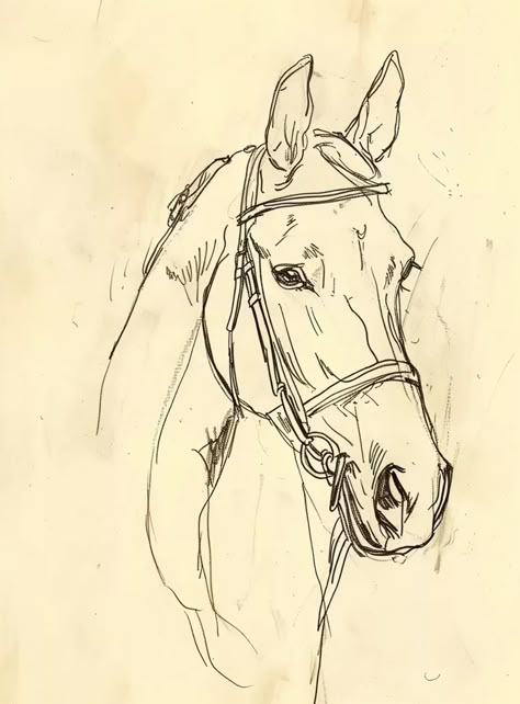 How To Draw Horse Face, Horse Face Sketch, Horse Head Sketch, Horses Sketch, Horse Face Drawing, Horse Sketch Art, Horse Sketches, Horse Head Drawing, Side View Of Face