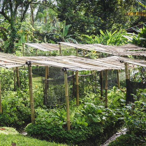 Explore the magic of permaculture in @baliecostay garden! Join us in cultivating sustainability and nurturing nature's harmony right here. 🌱🌿⁠ ⁠ www.baliecostay.com⁠ ⁠ #adventure #gardening #travel #wanderlust #travelgram #nature #gardens #balilife #indonesia #thebalibible Travel Wanderlust, Off The Grid, Permaculture, Join Us, The Magic, Sustainability, Bali, Indonesia, Plants