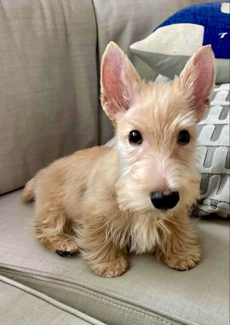 Scottish Terrier Grooming Styles, Irish Terrier Puppies, Scottie Dog Puppy, Beige Interiors, Scottish Dog, Scottie Puppies, Scotties Dog, Scottish Terrier Puppy, Wipe Your Paws