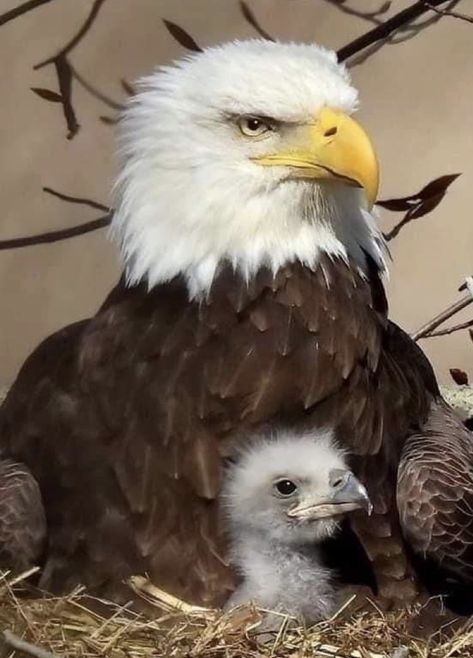 Bald Eagle Pictures, Eagle Images, Eagle Painting, Beautiful Butterfly Photography, Amazing Animal Pictures, Eagle Pictures, Eagle Art, Bald Eagles, American Bald Eagle