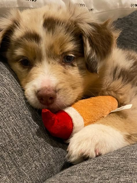 Red Merle Mini Australian Shepherd, Double Merle Australian Shepherd, Red Merle Australian Shepherd Puppy, Red Aussie, Red Merle Border Collie, Red Merle Aussie, Red Merle Australian Shepherd, Mini Australian Shepherd, Merle Australian Shepherd