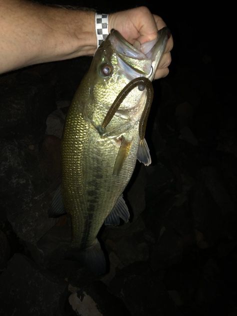 Night Bass Fishing Baits & Tricks. Use these methods to help you catch more bass at night. Night Fishing Hacks, Bass Fishing Girl, Bass Fishing Pictures, Fishing Tricks, Bass Fishing Boats, Fishing Boats For Sale, Catfish Bait, Diy Fishing, Catfish Fishing