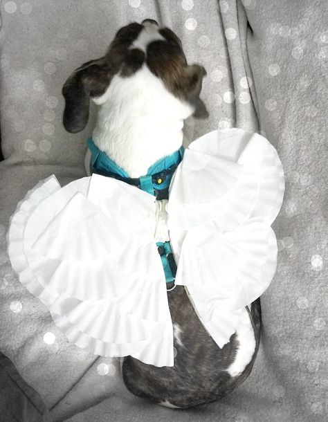 Diy Pet Costumes, Cute Image, Dog Diy, Angel Costume, Pet Halloween Costumes, Coffee Images, Dream Dog, Costume Diy, Halloween Animals