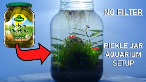 Glass Jar Aquarium, No Filter Aquarium, Shrimp Jar Aquarium, Walstad Aquarium, Walstad Method, Jar Aquarium, Aquarium Sump, Natural Aquarium, Snail Tank