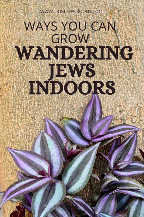 Check out these 17 unique ways you can grow your wandering Jew indoors and display them for most visual interest in your home decor. Wandering Jew Plant Care, Idaho Garden, Wondering Jew, Growing Ginger Indoors, Planter Flowers, Jew Plant, Wandering Jew Plant, Plant Jungle, Gardening Indoors