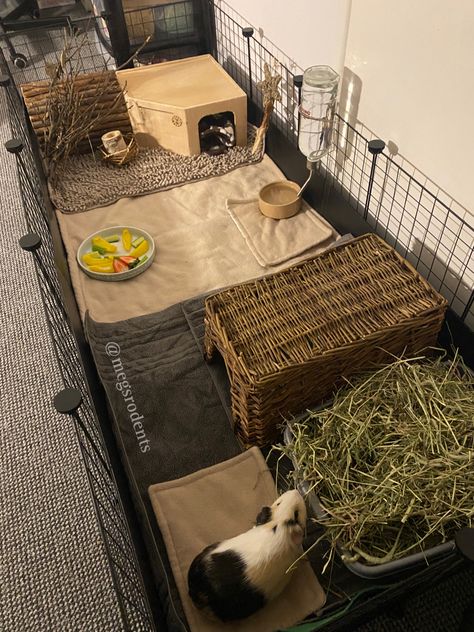 Guine Pig Cage Ideas, C C Guinea Pig Cage, Guenia Pig Cages, Bunny Set Up Indoor Small Room, Guinea Pig C&c Cage Ideas, Ginnie Pig Cages Ideas, Gineau Pig Cage Ideas, Guinea Pig Aesthetic Cage, C&c Cage Ideas