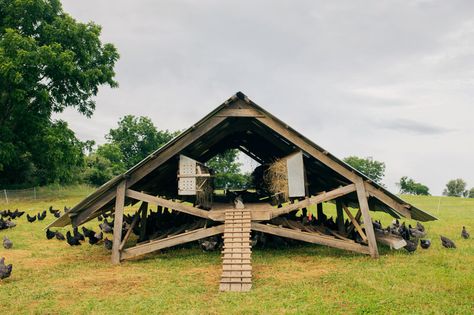 Joel Salatin's Millennium Feathernet is open to the sunny side. Turkey Roost, Chicken Composting, Chicken Flock, Coop Design, Permaculture Design, Chicken Coop Plans, Poultry Farm, Farm Buildings, Chicken Diy