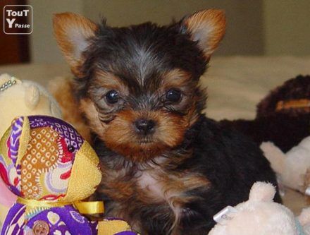 Résultats de recherche pour « Yorkshire » – Chien bonheur Yorkie Puppy, Little Puppies, Yorkie, Yorkshire, I Want, Teddy Bear, Puppies, Dogs, Animals