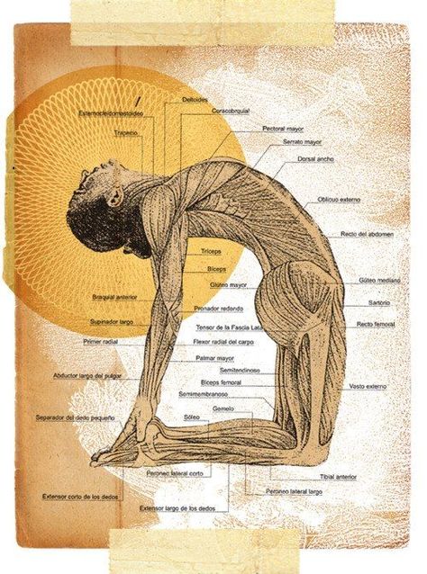 Camel Pose- How To Do And What Are Its Benefits?: this pose releases so much emotion, real heart opener. Contact Information http://www.kup4u.com/company/infinityflexibility http://infinityflexibility.com/wp/ Butterfly Yoga, भारतीय इतिहास, Hard Yoga, Arte Yoga, Yoga Kundalini, Yoga Anatomy, Camel Pose, Beginners Yoga, Yoga Posen