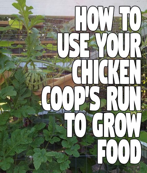 Chicken Run Garden, Plants For Chickens, Modern Chicken Coop, Cheap Chicken Coops, Urban Chicken Farming, Farm Pets, How To Grow Watermelon, Vining Plants, Anything Green