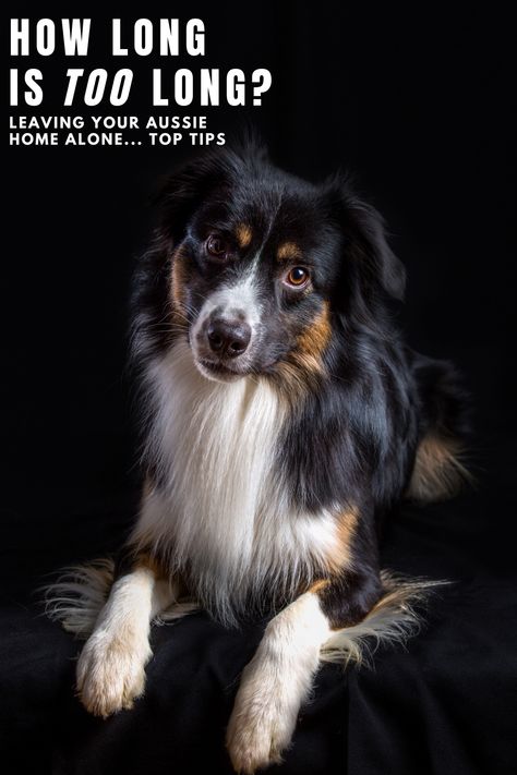 australian shepherd photos How To Train A Aussie Puppy, Aussie Shepherd Puppy, Australian Shepherd Tricks, Mini Aussie Shepherd, Mini Aussie Puppy, Blue Heeler Training Tips, Australian Shepherd Working, Australian Shepherd Training, Australian Shepherd Agility