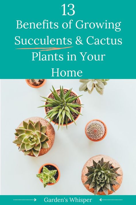 13 Benefits of Growing Succulents & Cactus Plants in Your Home
Succulents and cactus plants are a great way to bring life into your home and office. And they have some amazing benefits, too! Here are 13 reasons you should be growing succulents and cactus plants in your indoor garden. Succulent Baby Shower Favors, Succulent Party Favors, Diy Steps, Baby Shower Favors Diy, Creative Baby Shower, Wedding Shower Favors, Baby Shower Decorations For Boys, Shower Centerpieces, Baby Shower Planning