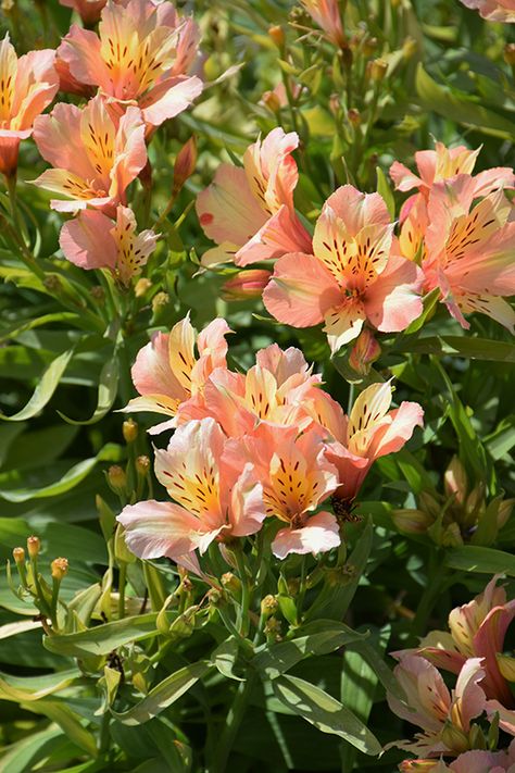 Alstromeria Aesthetic, Alstroemeria Meaning, Astromeria Flower, Alstroemeria Aesthetic, Alstroemeria Wedding, Alstroemeria Bouquet, Pink Alstroemeria, Alstroemeria Flower, Peruvian Lily