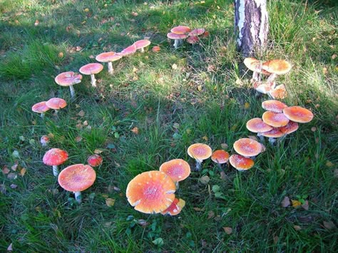 Forever Drawing, Fairy Circle, Betula Pendula, Fairy Ring, The Ancient Magus Bride, Mushroom Fairy, Fairy Aesthetic, Fairy Land, The Grass