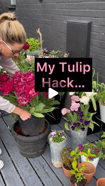 S O P H I E  V A L E N T I N E on Instagram: "My tulip hack…  I get asked a lot what I will be doing with my tulips once they are done flowering!  When I plant my tulips in containers I actually plant them in an inner pot.  This means that once they have finished flowering I can deadhead them and leave them to die back naturally.  If you want to keep your tulips for next year you MUST keep the foliage on as they photosynthesis and put the energy back into the bulb!  BUT…  For a reliable tulip display like mine I will always plant fresh each autumn.  The bulbs that I don’t want anymore I can then replant in my school garden at work.   What do YOU do with yours??  SOME tulips do come back for many years and a particular variety which is meant to is the Darwin hybrids. BUT I bought these for Tulips In Pots Ideas, Tulips In Containers, Tulip Planting Ideas, Tulips In Pots, Tulip Display, Pots Ideas, Tulip Bulbs, School Garden, Replant