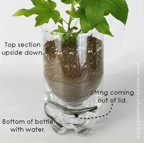 unique planters from soda bottles, container gardening, gardening, how to, repurposing upcycling Self Watering Bottle, Diy Self Watering Planter, Bottle Planters, Soda Bottle Crafts, Diy Bottles, Garden Planters Diy, Plastic Bottle Planter, Unique Planters, Self Watering Containers