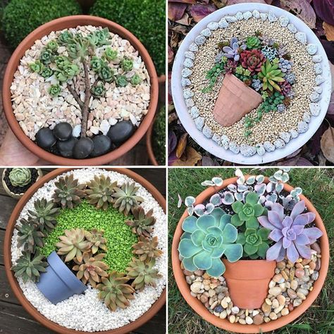 Succulent Designs In Pots, Terra Cotta Succulent Pots, Succulent Container Ideas Creative, Succulent Plant Pot Ideas, Cactus And Succulent Garden Pots, Succulent Pot Arrangement Ideas, Succulent Pot Arrangements, Succulent Arrangements Terracotta, Rock Garden In A Pot